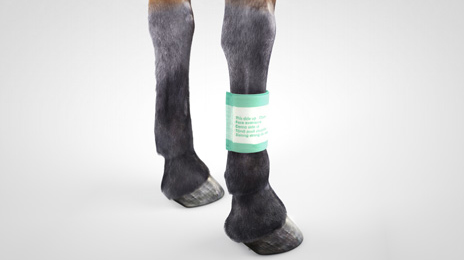 vet-horse-absorption-dressing-2