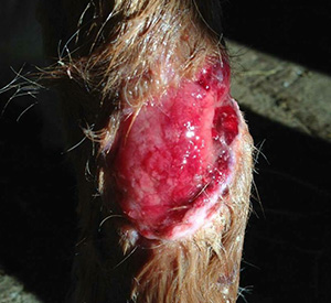 Open wound on horse leg