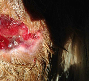 Open wound on horse leg