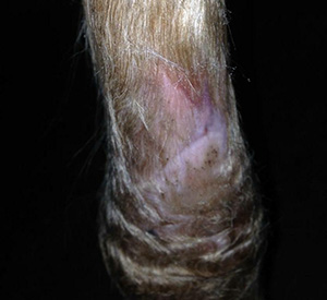 Healed wound area on horse leg