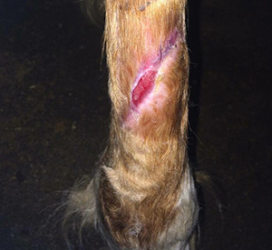 Healed wound area on horse leg