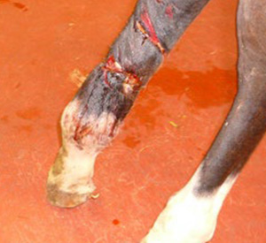 Open wound on horse leg