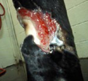 Open wound on horse leg