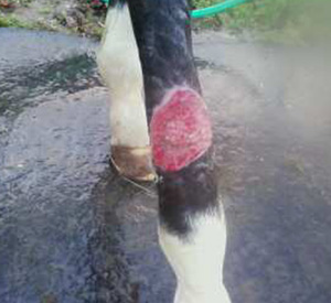 Healed wound area on horse leg