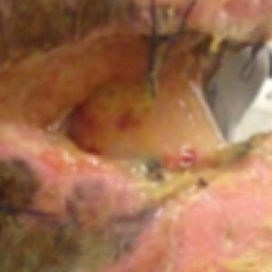 Healing wound area on horse leg