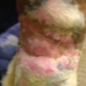 Healing wound area on horse leg