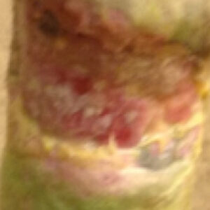 Healing wound area on horse leg