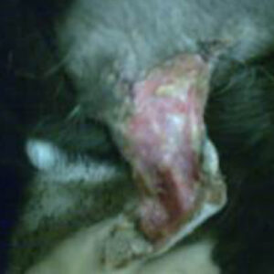 Healing wound area on cat leg