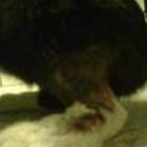 Healing wound area on cat leg