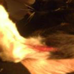Healing wound area on cat leg
