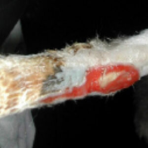 Healing wound area on cat leg
