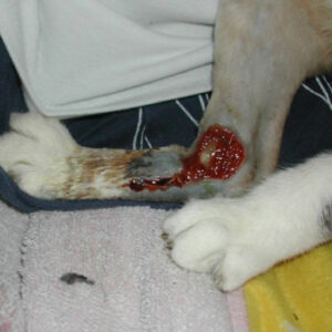Open wound on cat leg
