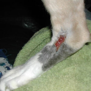 Healing wound area on cat leg