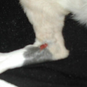 Healing wound area on cat leg