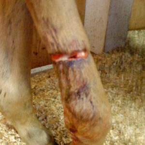 Open wound on horse leg