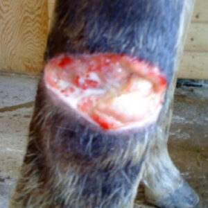 Healing wound area on horse leg