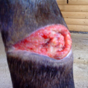 Healing wound area on horse leg