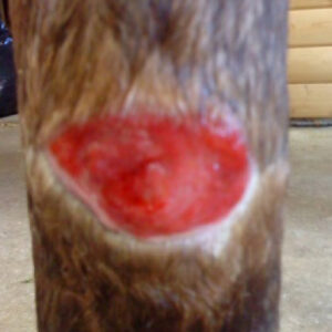 Healing wound area on horse leg