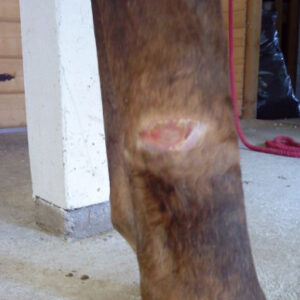 Healed wound area on horse leg