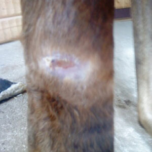 Healed wound area on horse leg