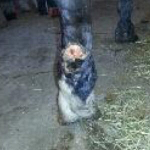 Open wound on horse leg