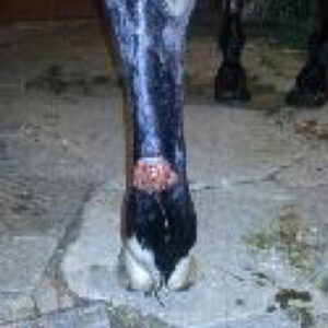 Healing wound area on horse leg