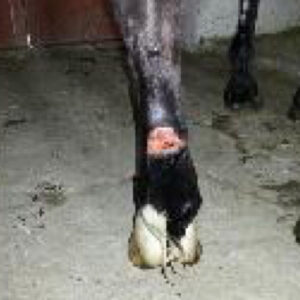 Healing wound area on horse leg
