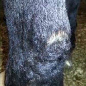 Healed wound area on horse leg