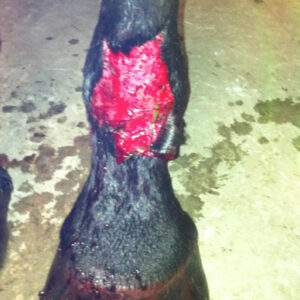 Open wound on horse leg