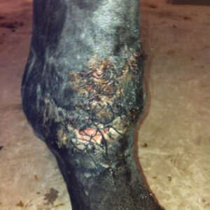 Healing wound area on horse leg
