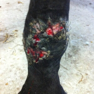 Healing wound area on horse leg