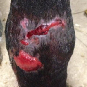 Healing wound area on horse leg