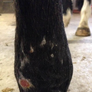 Healed wound area on horse leg