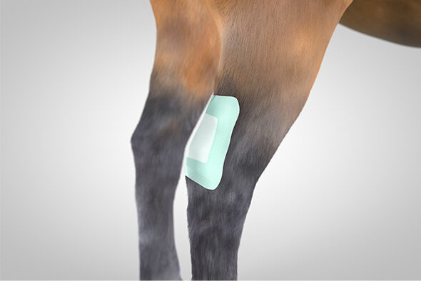 Cutimed Siltec Sorbact B dressing applied to a horse leg