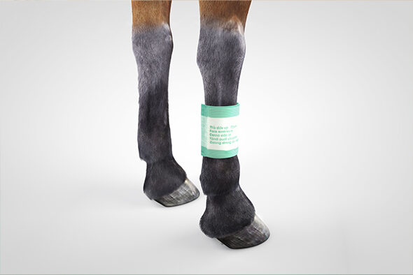 Sorbact Absorption dressing applied to a horse leg