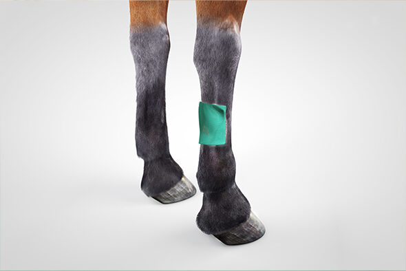 Sorbact Compress dressing applied to a horse leg