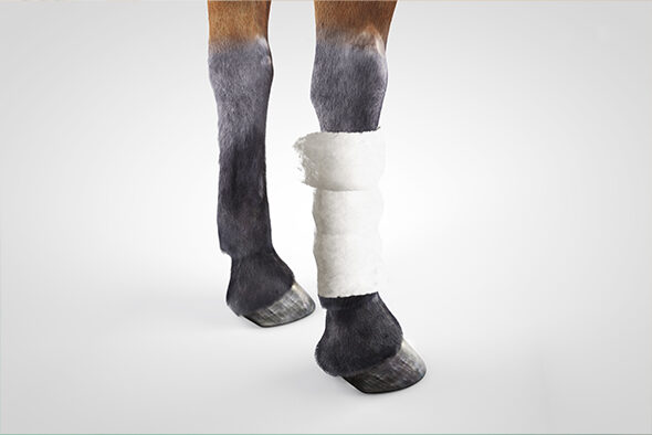 Gauze is applied as the first fixation layer on the horse’s leg