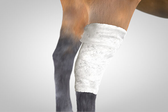 Gauze is applied as the first fixation layer on the horse’s leg