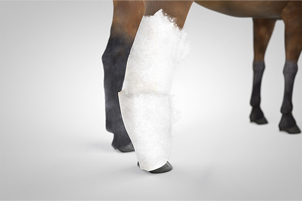 Cotton is wrapped around the horse’s leg