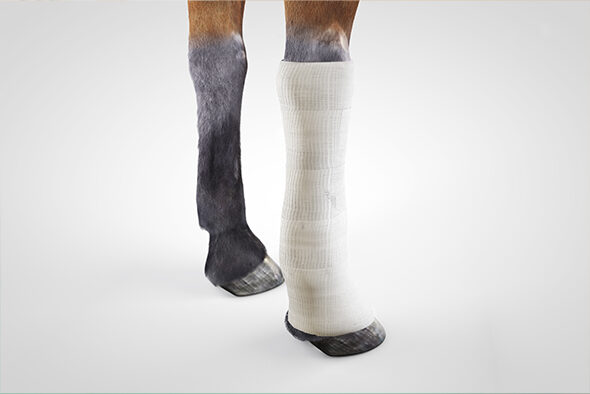Gauze is wrapped over the cotton on the horse’s leg