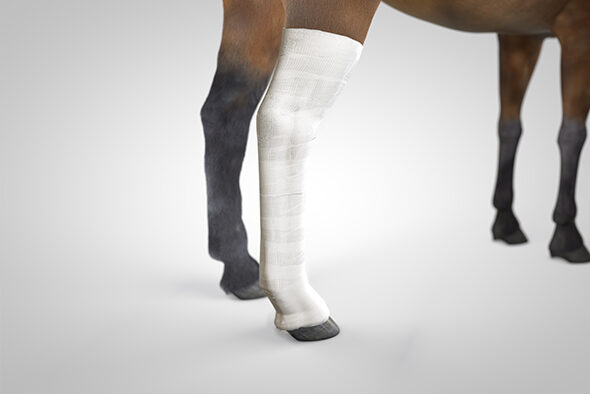 Gauze is wrapped over the cotton on the horse’s leg