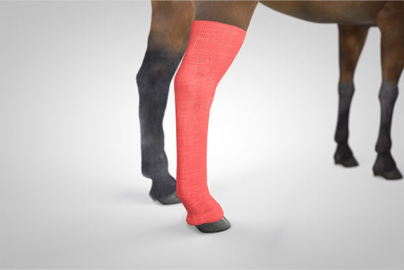 Vetwrap is applied as the outer fixation layer on the horse’s leg
