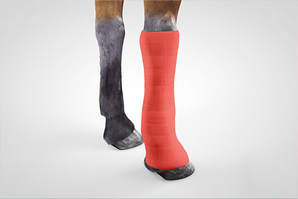 Vetwrap is applied as the outer fixation layer on the horse’s leg