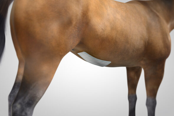 Sorbact Superabsorbent dressing applied to a horse’s abdomen
