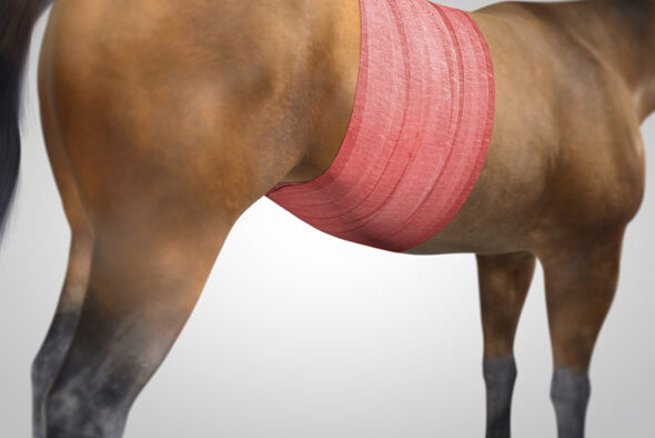 Vetwrap bandage applied around a horse’s abdomen