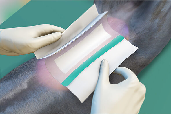 Person applying a Sorbact Surgical Dressing to a shaved dog abdomen