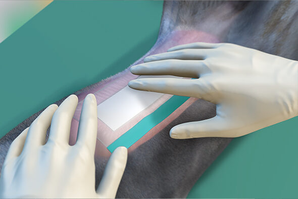 Person pressing down the edges of a Sorbact Surgical Dressing on a shaved dog abdomen