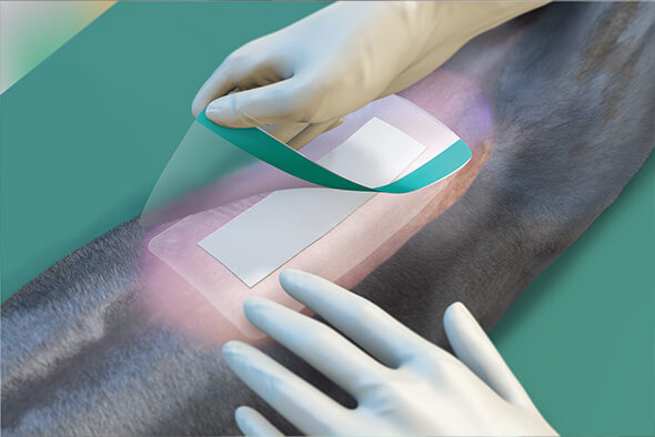 Person removing the top film from a Sorbact Surgical Dressing on a shaved dog abdomen