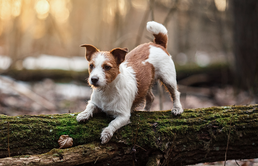 Dog on a log in the forest