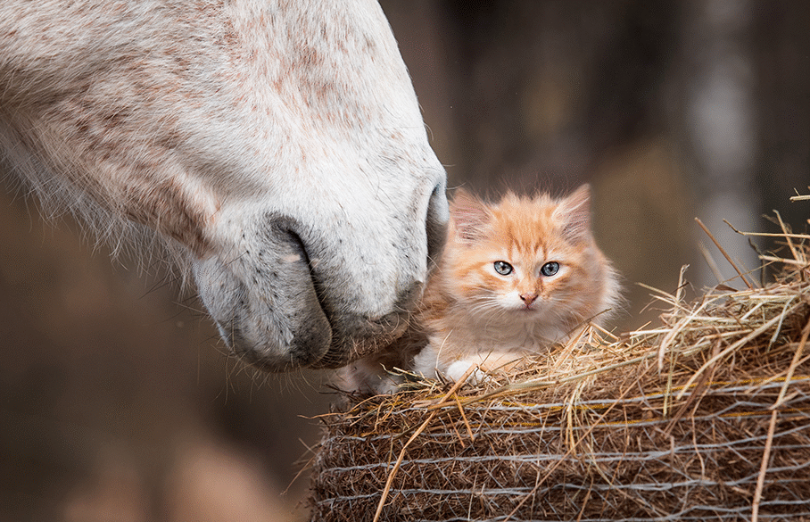 Horse sniffing kitten in hay